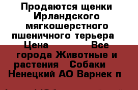 Продаются щенки Ирландского мягкошерстного пшеничного терьера › Цена ­ 30 000 - Все города Животные и растения » Собаки   . Ненецкий АО,Варнек п.